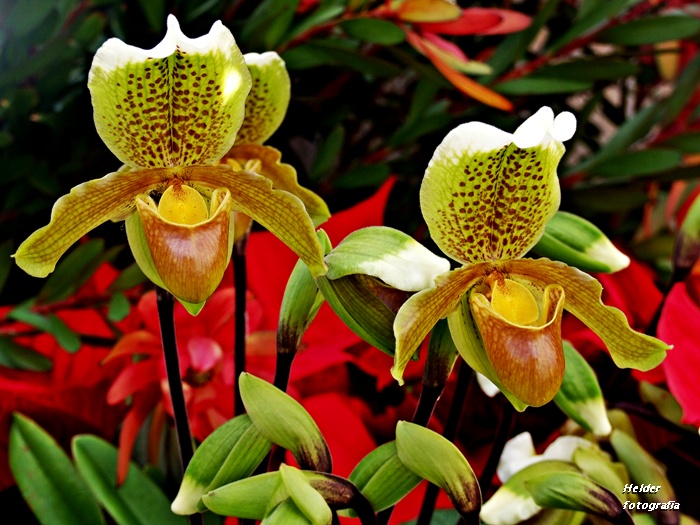 Haicai Orquídea-sapatinho – Clarice Villac | Cantinho Literário SOS Rios do  Brasil